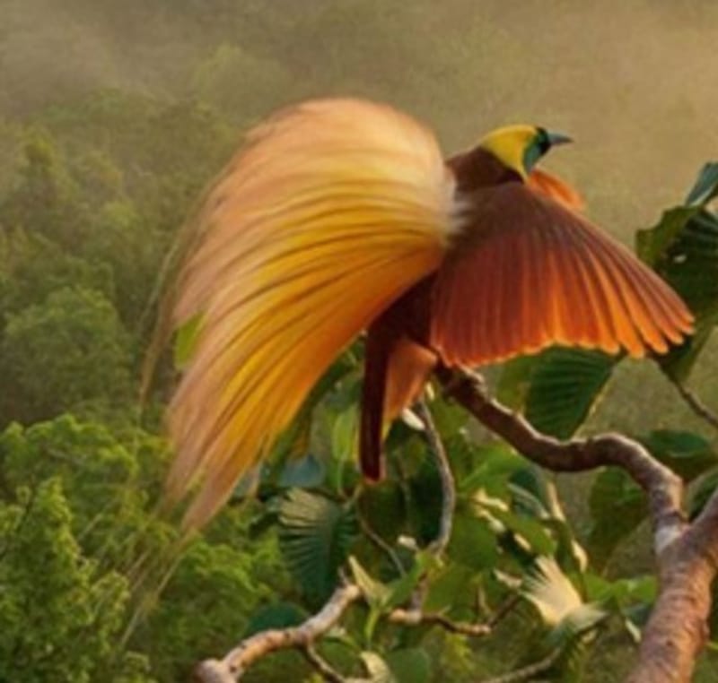 希少】極楽鳥（オオフウチョウ）剥製 縁起物 【公式通販】