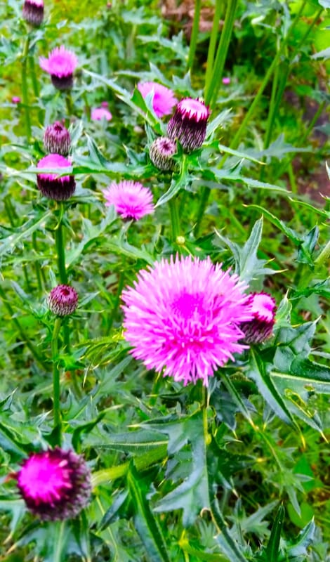 アザミ なお30さんのフォト 趣味人倶楽部（しゅみーとくらぶ）